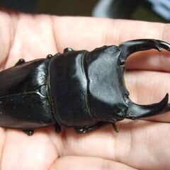 佐賀県産オオクワガタ F11 ♂72ミリ ♀47.2ミリ ペアの画像