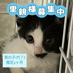 黒白お髭くん 男の子？ 推定2ヶ月