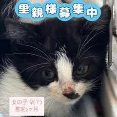 黒白ハチワレ 女の子？ 2ヶ月