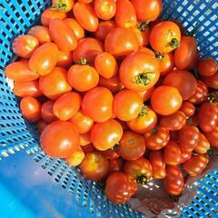 27(日)新鮮野菜🍅無人販売の画像