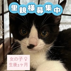 黒白子猫 2ヶ月 女の子🐈🐾❤️