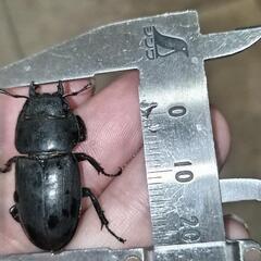 天然コクワガタ2♂1♀トリオの画像