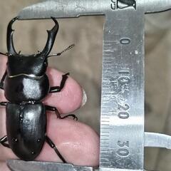 天然コクワガタ2♂1♀トリオの画像