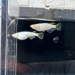 【お取引中】 🐟スーパーラメ改アルビノの卵！産卵床ごと！の画像