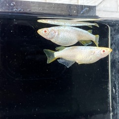 【お取引中】 🐟スーパーラメ改アルビノの卵！産卵床ごと！の画像
