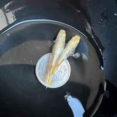 【お取引中】 🐟スーパーラメ改アルビノの卵！産卵床ごと！の画像