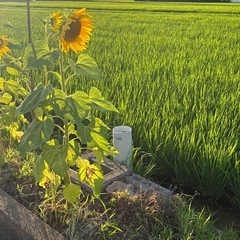 農家マルシェ🧑‍🌾高槻ナチュラルファーム