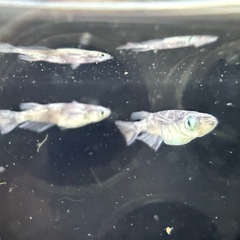 🐟銀墨の画像