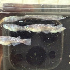 🐟銀墨の画像
