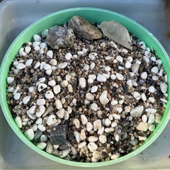 GEX ジェックス　ガラス水槽① 　アクアリウム　オマケ底砂利付き‼︎　の画像