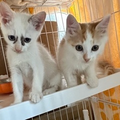 茶白のモフモフな男の子　白ちゃんと仲良し2か月