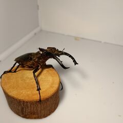 ミヤマクワガタ　初令幼虫（WF1♂69ｍｍ×ＷＦ1♀41ｍｍ）の画像