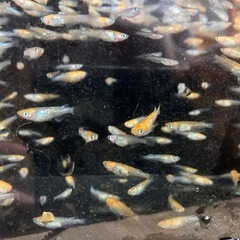 メダカ　夜桜　４０匹　若魚の画像