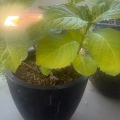 紫陽花　ブルーの画像