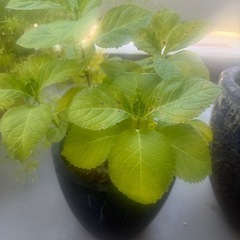 紫陽花　ブルーの画像