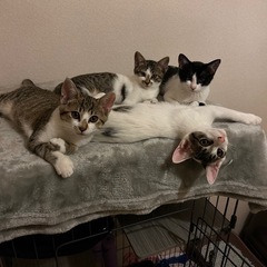 子猫の里親大募集！！