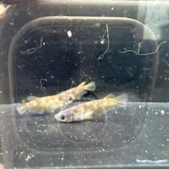 🐟閻王の画像