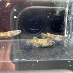 🐟閻王の画像