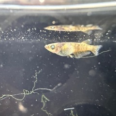 🐟閻王の画像