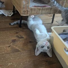 ゴロゴロ甘え上手なイケ猫、サバシロ君です