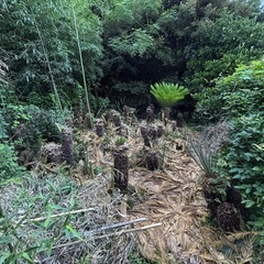 ソテツあげます！残り30本！の画像