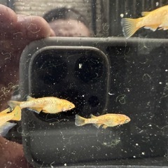 🐟メタルコブラの画像