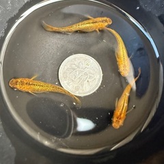 🐟メタルコブラの画像