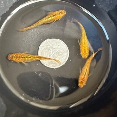 🐟メタルコブラの画像