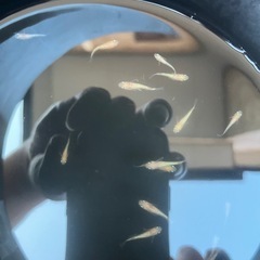お取引先決定しました🟢[改良メダカ]🟢[アプリコット]🟢20250725-3の画像
