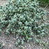 ランキングキーワードに紐づく投稿画像-多肉植物