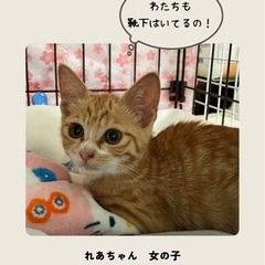 白ソックスを履いた茶トラの女の子💕