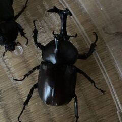 カブトムシ(オスメスペア）差しあげます。の画像