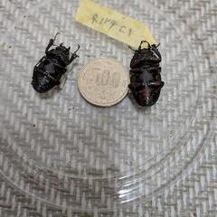 ノコギリクワガタ メス2匹の画像