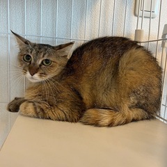 推定2歳 小顔美人猫さん✨