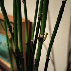 花器(手びねり陶器)付き　トクサ(発根)　観葉植物　花瓶の画像