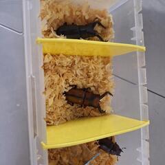 トカラノコギリクワガタの画像