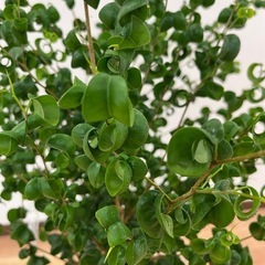 観葉植物　ベンジャミン・バロックの画像