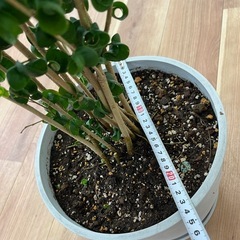 観葉植物　ベンジャミン・バロックの画像