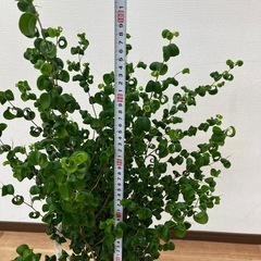 観葉植物　ベンジャミン・バロックの画像