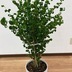 ランキングキーワードに紐づく投稿画像-観葉植物