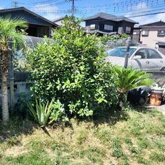 ★シマトネリコ　ブラシの木　レッドロビン★の画像