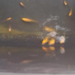メダカ紅薊15匹の画像