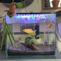 幅30cm  水槽 の画像