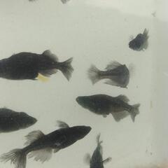 メダカ吽形4匹の画像