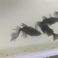 メダカ吽形4匹の画像