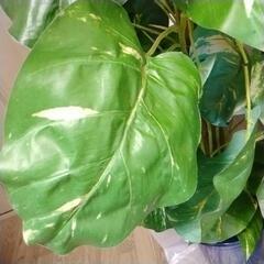 斑入りモンステラ　大型観葉植物の画像