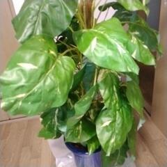 斑入りモンステラ　大型観葉植物の画像