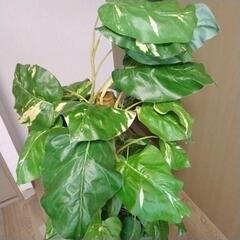 斑入りモンステラ　大型観葉植物の画像