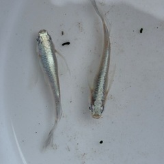 メダカ　上物　蒼穹の画像