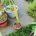 ランキングキーワードに紐づく投稿画像-観葉植物